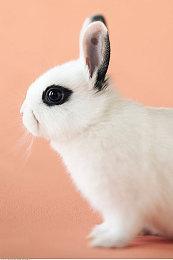 微软在百思买独家销售海绵宝宝外观Xbox游戏机